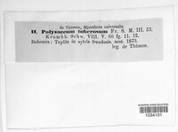 Polysaccum tuberosum image